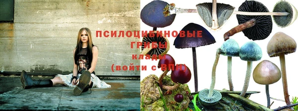 прущие грибы Алексеевка